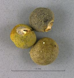   Seeds:   Abelmoschus esculentus ; Photo by B. Petty, USDA APHIS PPQ, imageID.idtools.org
